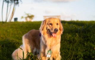 experiência de marca