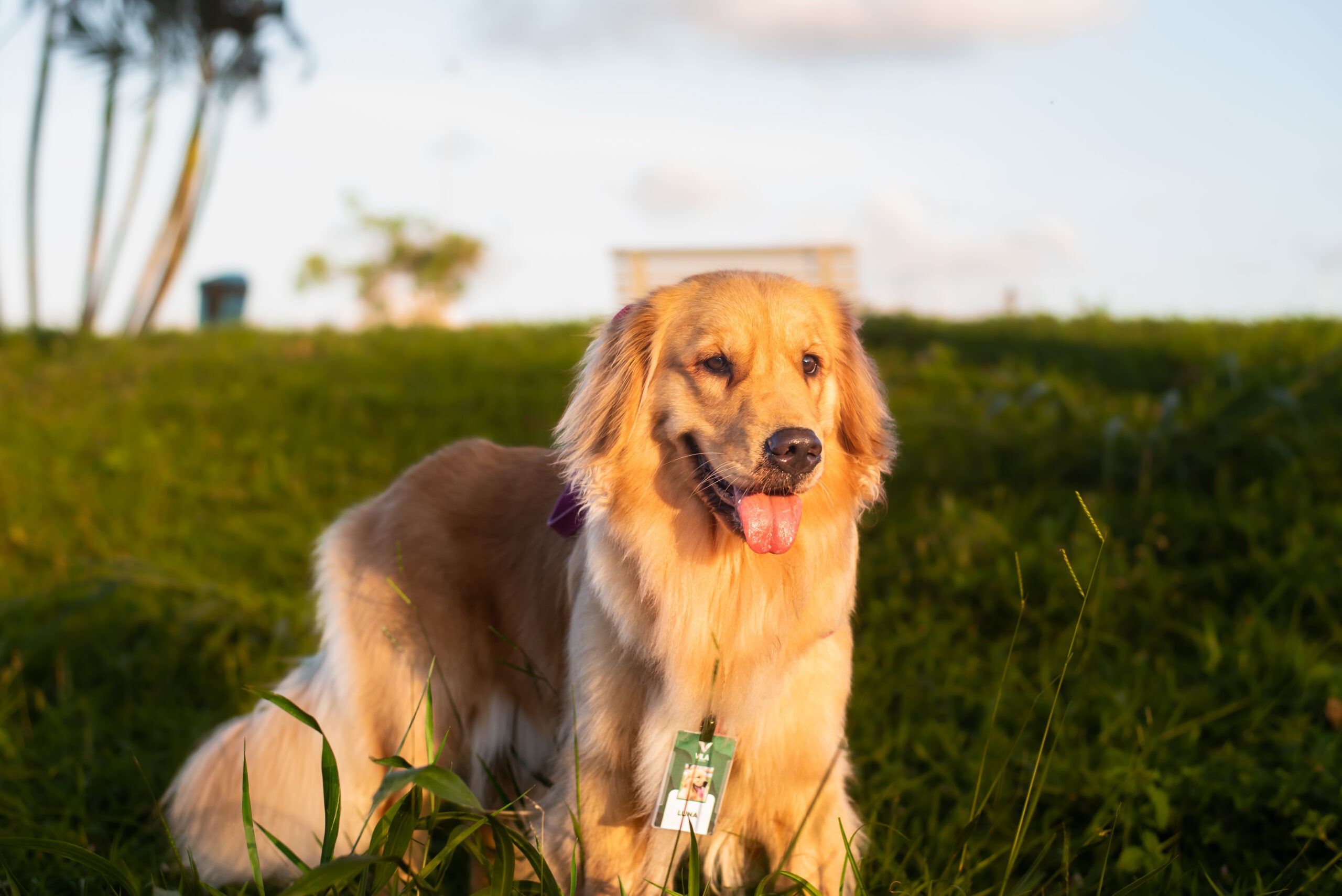 experiência de marca