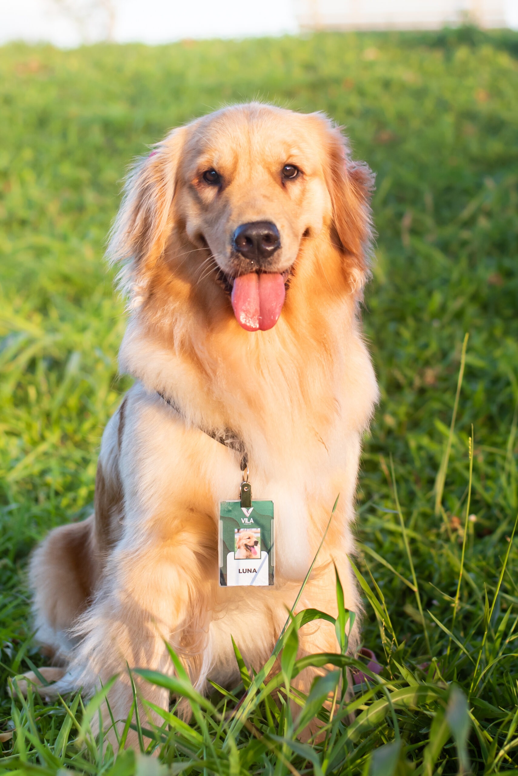 luna, gerente de acolhimento do vila pet, experiência de marca