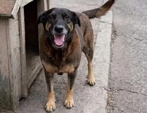 Caso do cão Orelha reacende debate sobre crimes de maus-tratos a animais