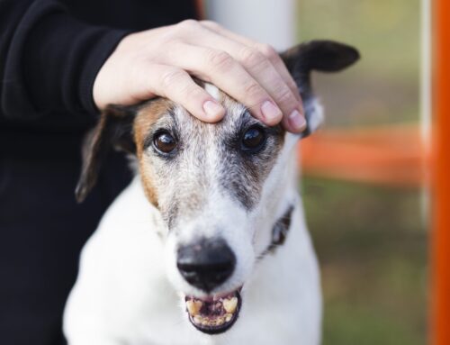 Maus-tratos a animais: especialista avalia nova lei em Natal
