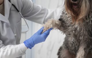 campanha de doação de sangue animal