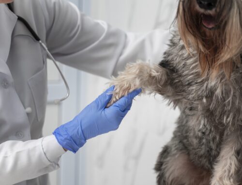 Campanha amplia mobilização por doação de sangue animal