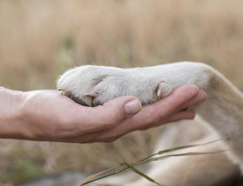Pet Memorial Day: por que esse luto ainda é incompreendido?